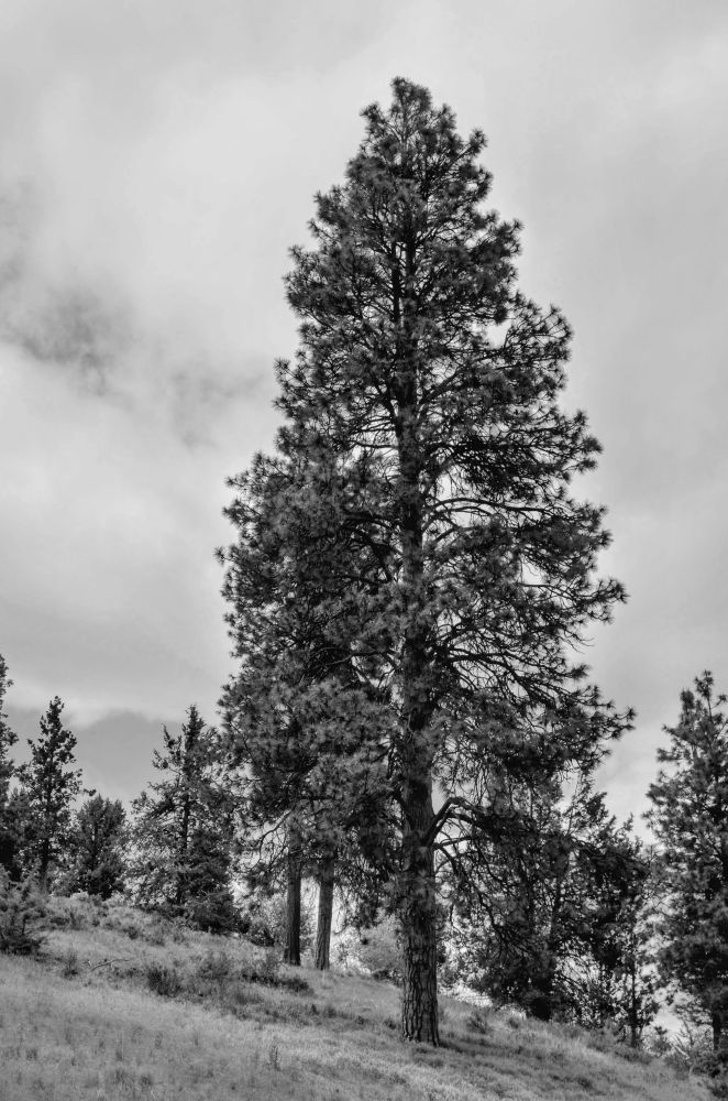 tall trees on the slope of a mountain