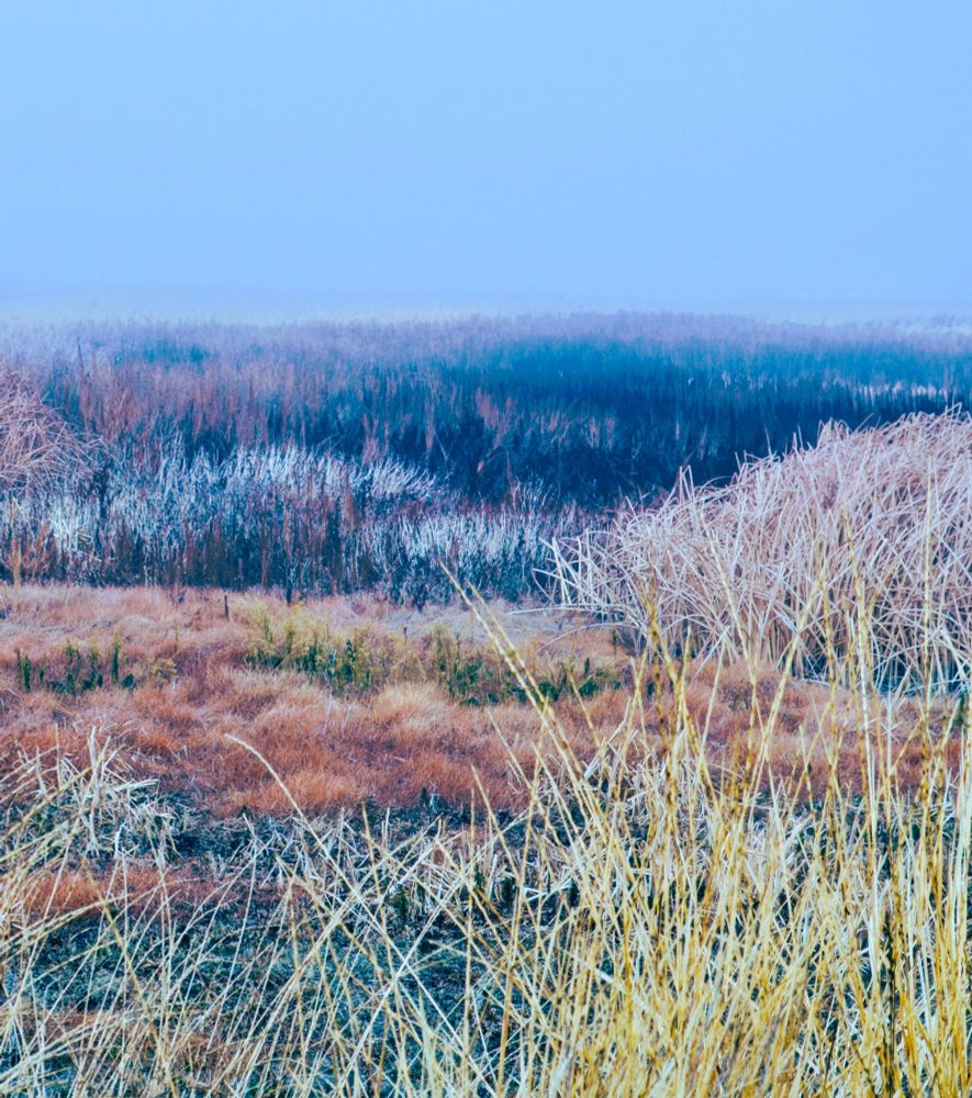 different type and colors of grasses in the wetlands with slight fog.