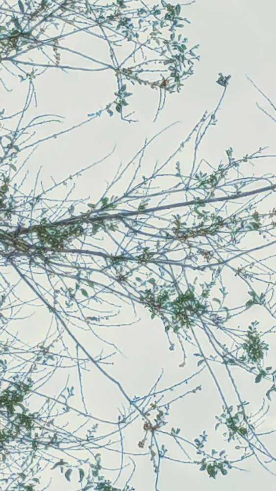 Tree branches with leaves.