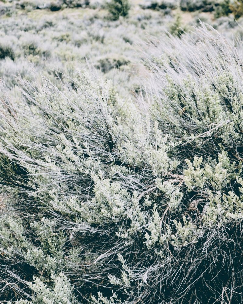 full frame of tall grasses