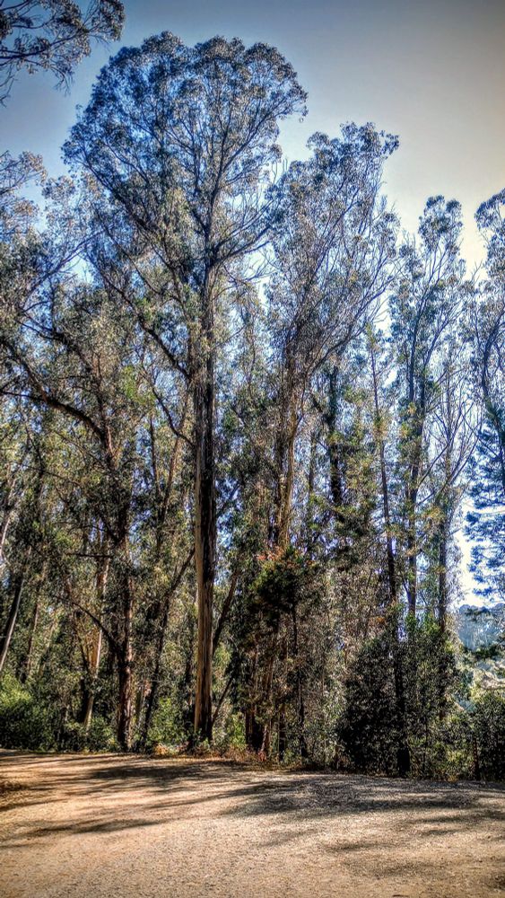 with a dirt road in the foreground trees rise high into the sky. taken at Tilden Park in East Bay California.