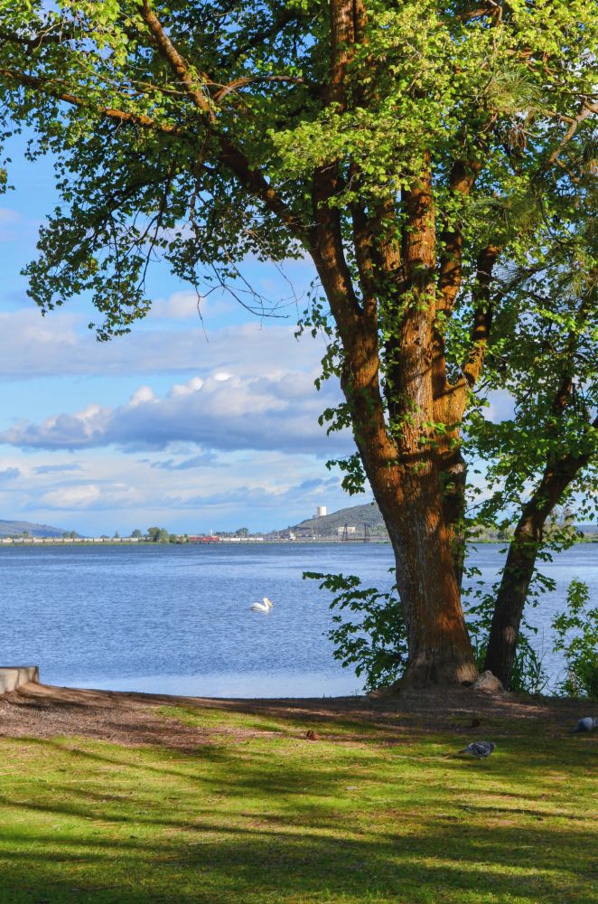 a large tree growing next to the lake with a barely visible white pelican to it's left. The water stretches out over to the mountains with puffy clouds in the blue sky.