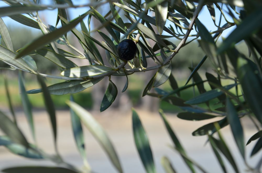 A single black olive on branch with leaves all around. 