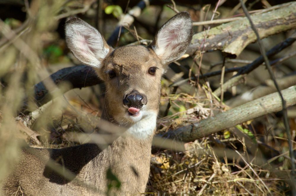 A female deer licking her nose. 