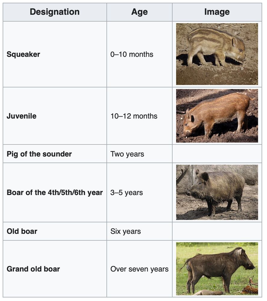 List of wild boar and their designations based on age: Squeaker (0-10 months), Juvenile (10-12 months), Pig of the Sounder (2 years), Boar of the 4th/5th/6th year, Old Boar, and Grand Old Boar (over 7 years)
