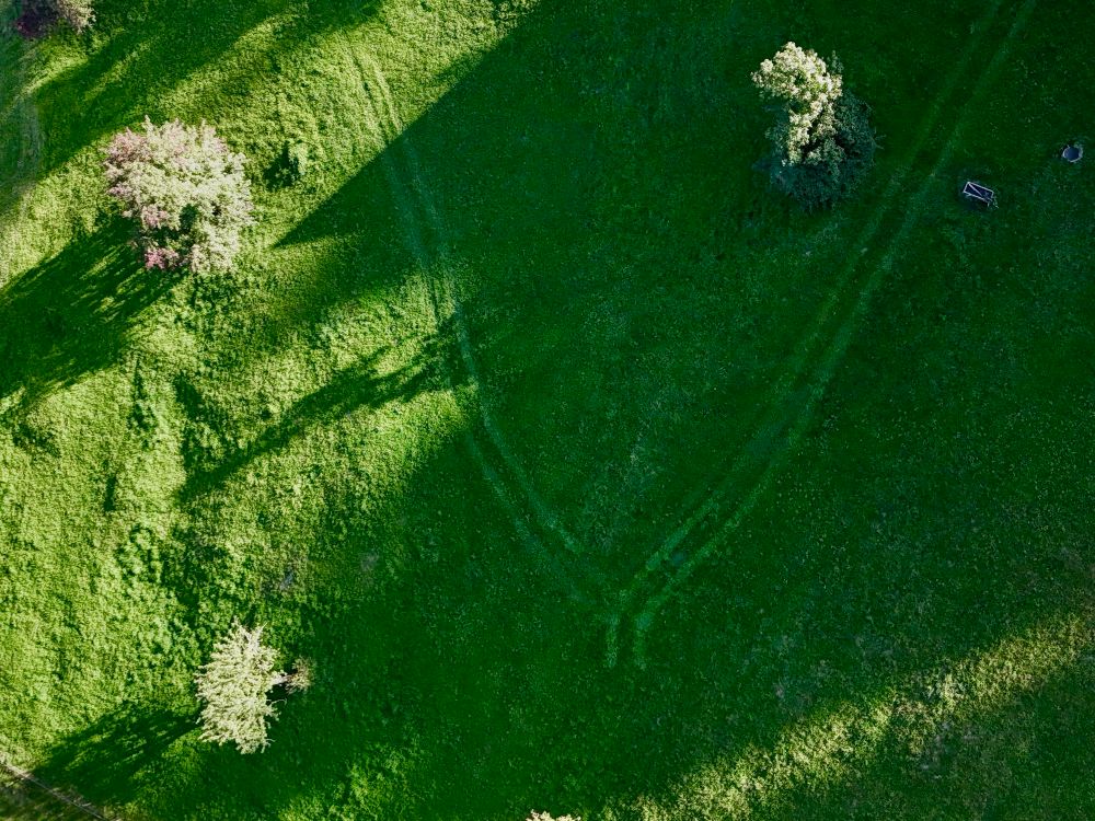 eine wiese mit bäumen. traktorspuren bilden ein v bzw ein Y