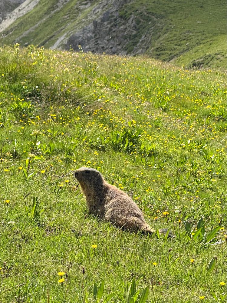 ein murmeltier sitzt in der
sonnigen wiese