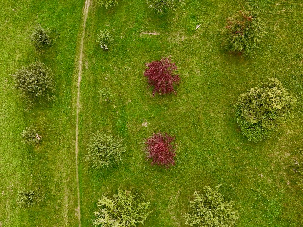obstbäume von oben - die meisten grün, zwei aber mit roten blättern