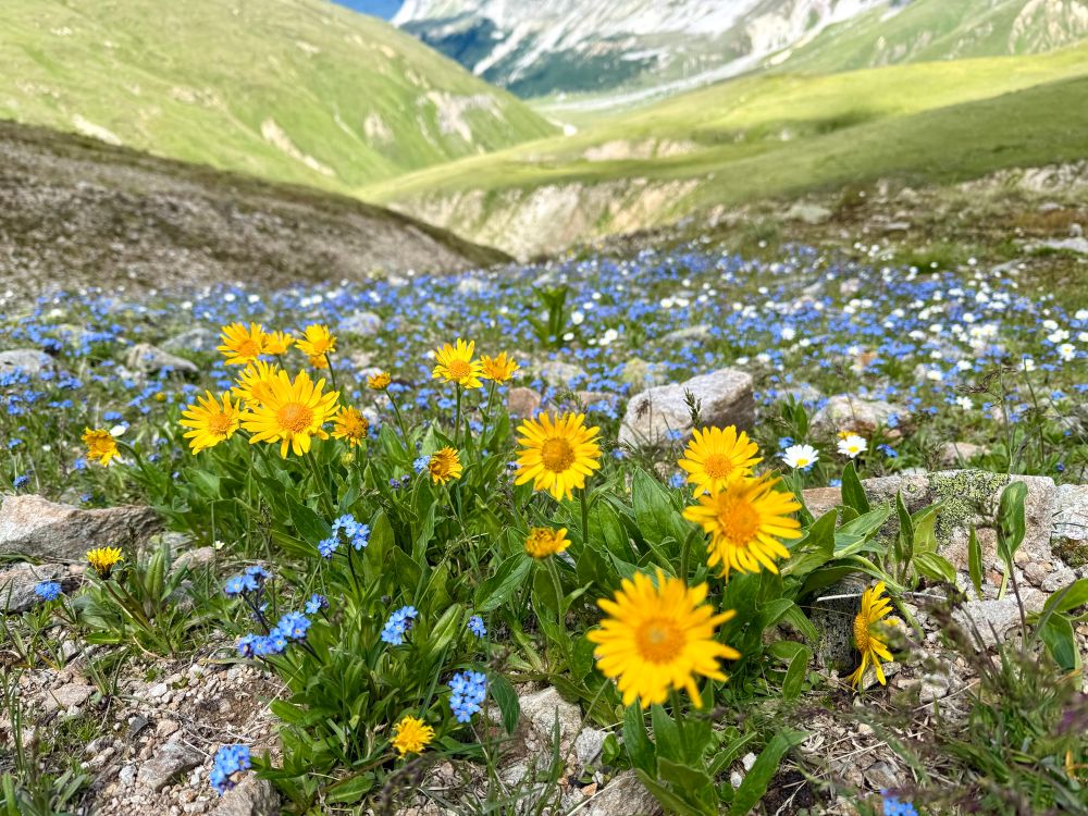 gelbe blumen vor einem blauen blumenteppich