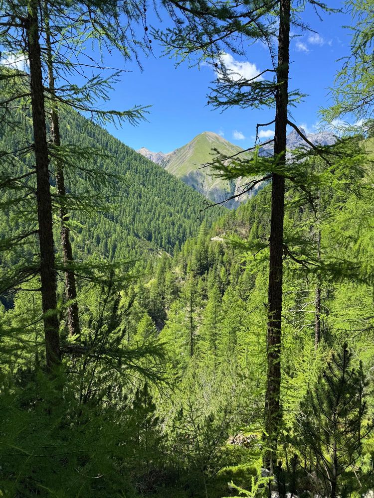 tannen im tal und auf den hügeln
