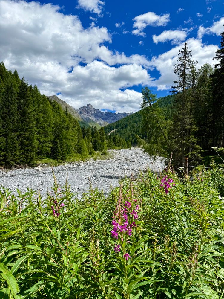 blumen vor einem fluss, welcher von tannen gesäumt ist. 