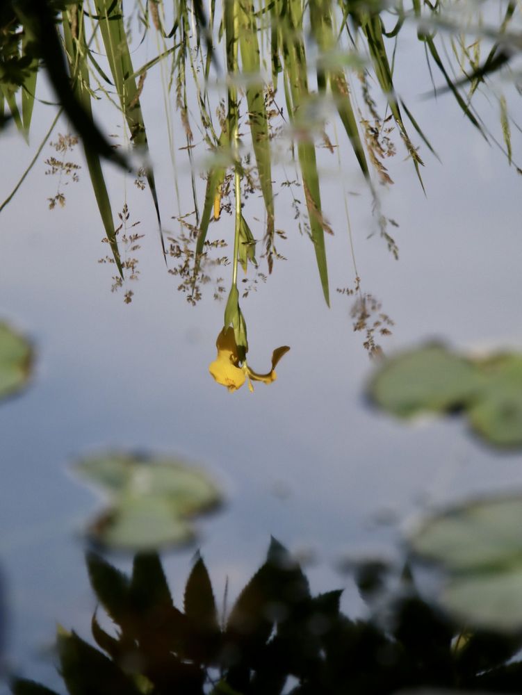 eine lilie wird im wasser zwischen den seerosenblättern gespiegelt