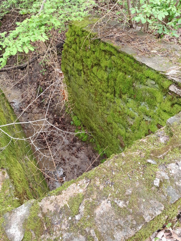 Moss on a stone wall