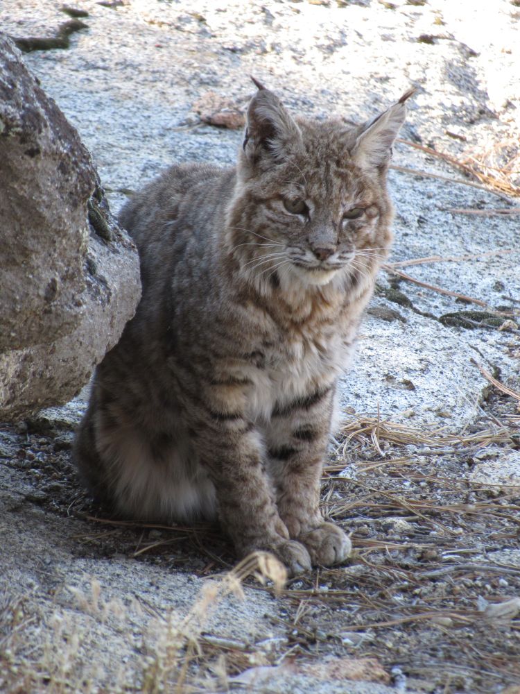 Bobcat sitting up