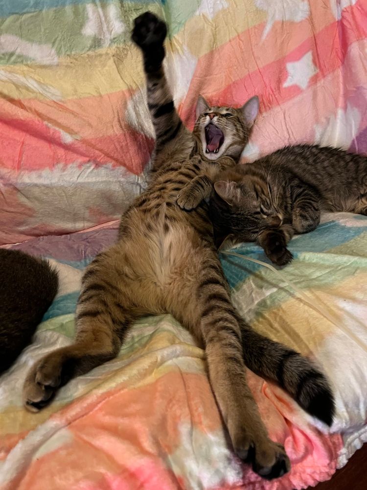 Cat stretched out on its back. Pack up in the air as if in celebration.