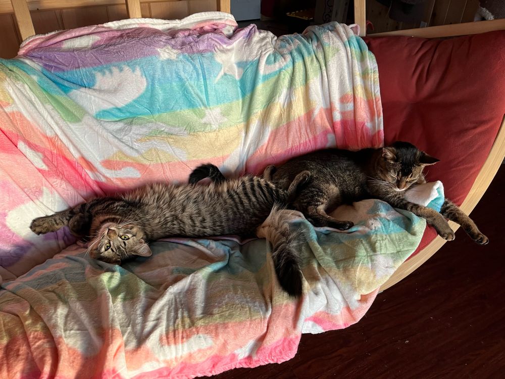 2 cats lying on a swing chair