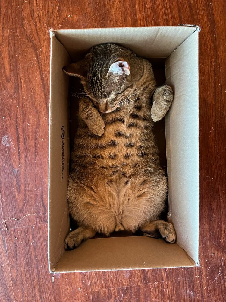 Cat in a box