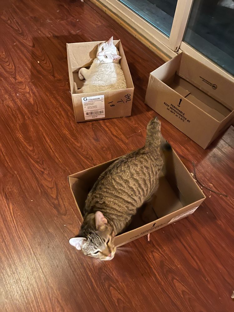 Cats in boxes