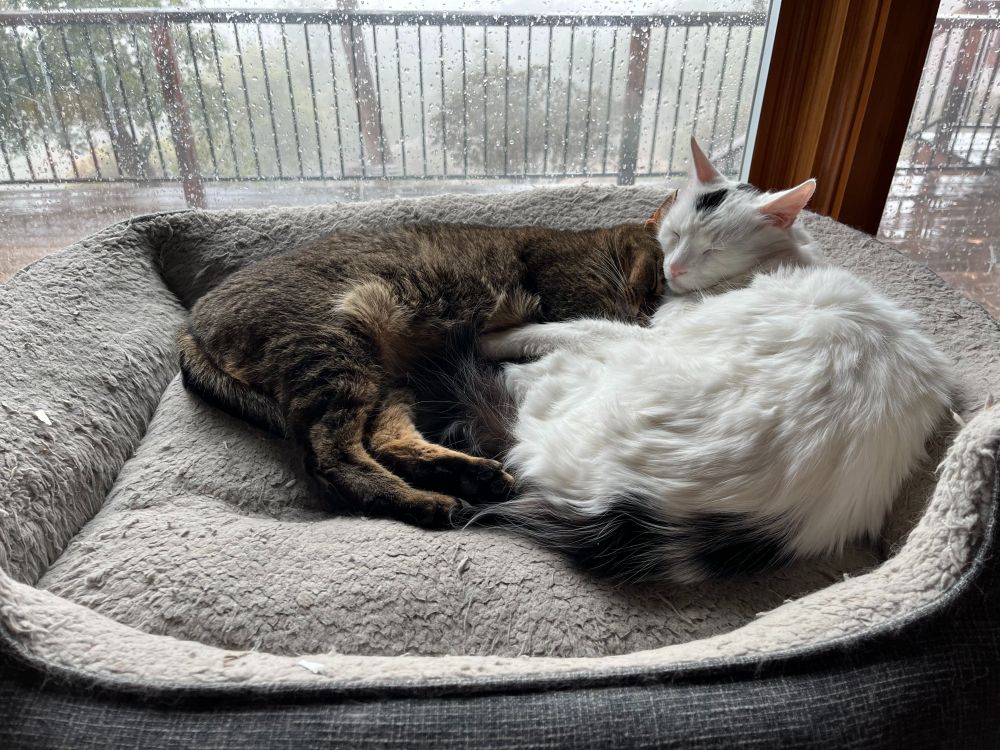 Cats sleeping in a cat bed.