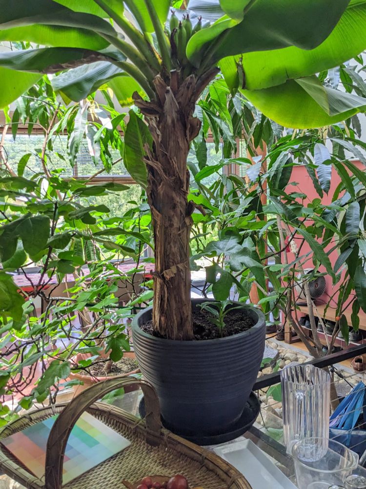Our banana tree growing in our kind of foyer-ish-type space. You can see the bananas themselves peeking out from the top.