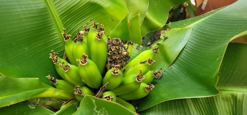 Our bananas growing in a little cluster at the top of our banana tree, which is maybe 5 feet high. They're unripe but will be picked pretty soon.