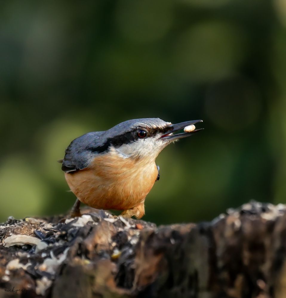 The Nuthatch is a plump bird about the size of a Great Tit It's blue-grey on top and whitish below, with chestnut on its sides and under its tail. It has a black stripe on its head, a long black pointed bill and short legs. 