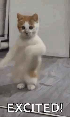 a cat is standing on its hind legs in a room and dancing .