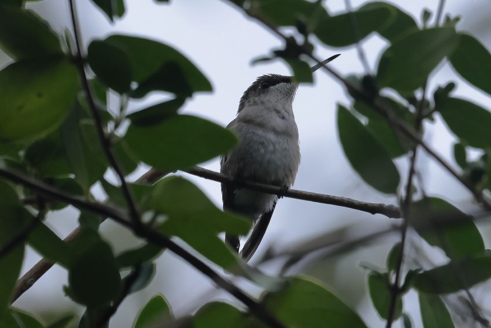 A little ruby throated hummingbird sits on a limb. its crop (neck) is distended.