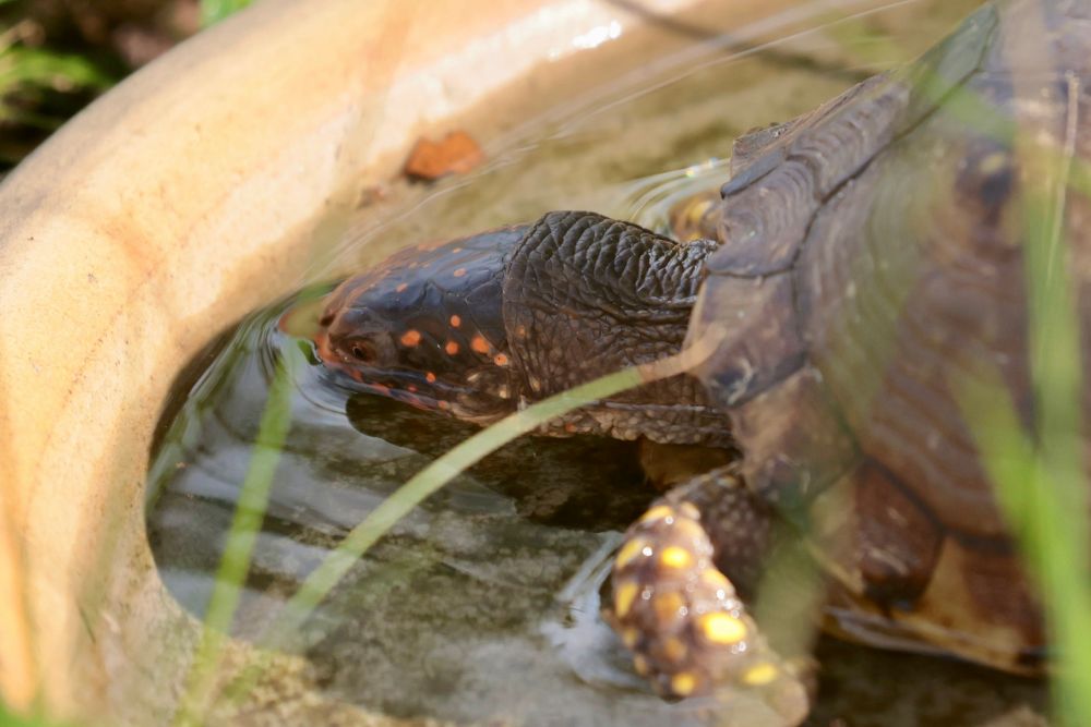 Mr Turtle having a drink.