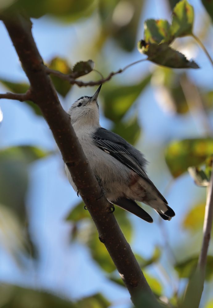 The bird directly over me but in horrible light! Nice feather detail tho.