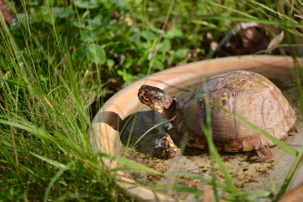 A 3 toed box turtle is in the ground saucer water dish looking back at me.