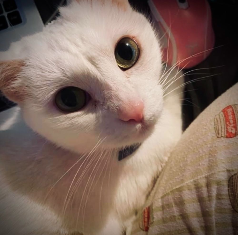 Beautiful white cat looking up at the camera with big green eyes. She’s sitting in my lap ❤️