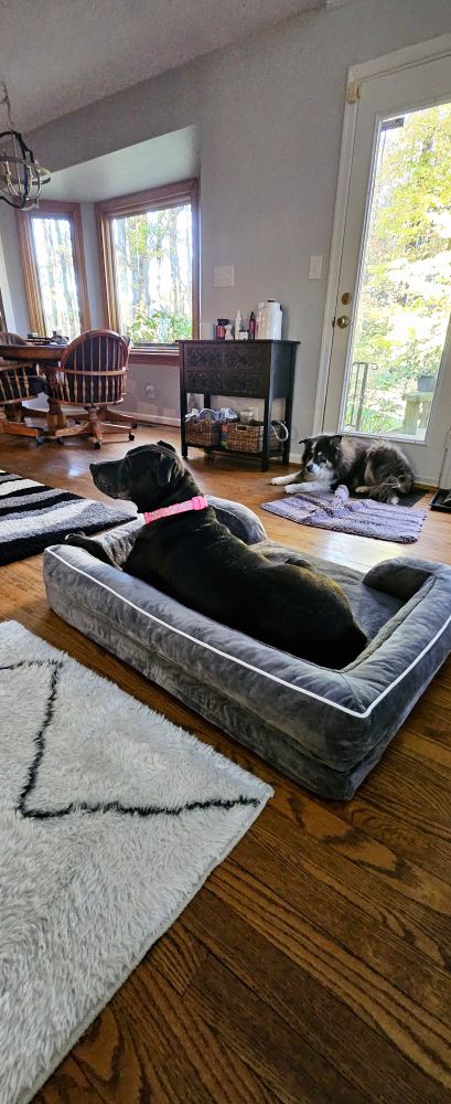 Two dogs enjoying climate controlled Four Seasons bedding while it's 38°F outside 