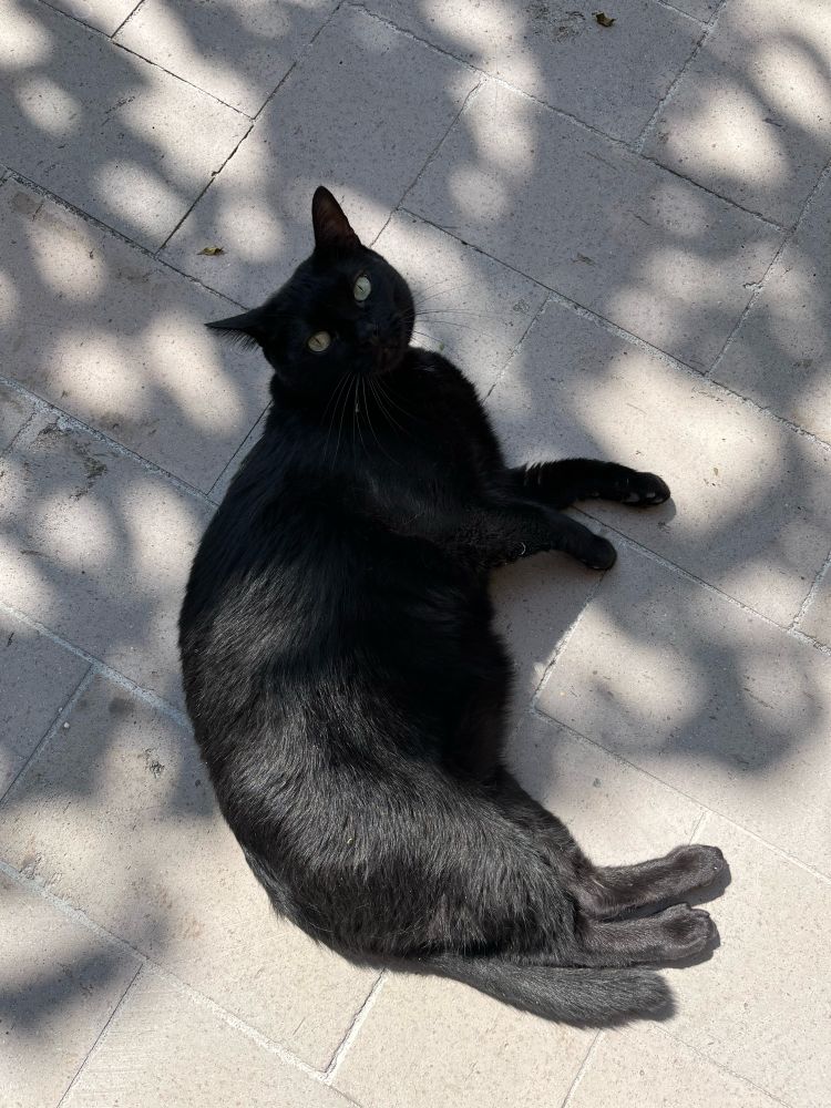 Un gato negro, panzón, acostado en un patio. Lo cubren sombras difusas de plantas que dejan pasar manchas de luz. 
