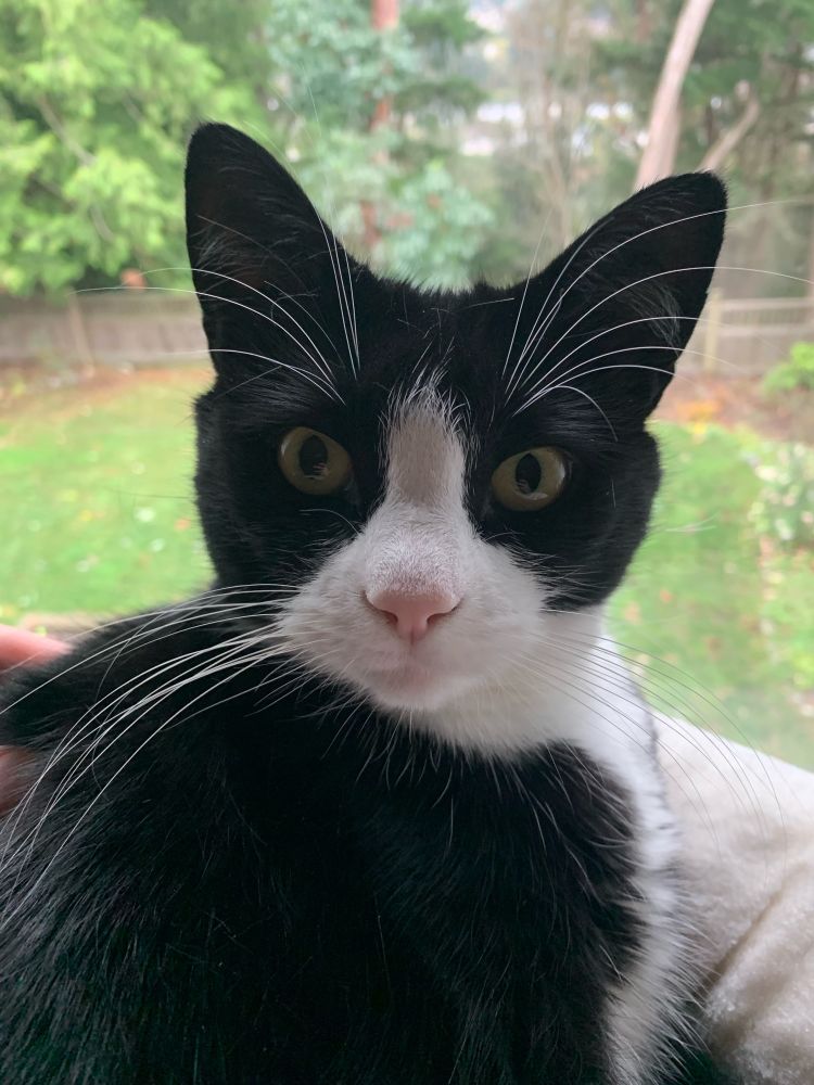 Close up of our tuxedo (black and white) cat’s face. Her head is predominantly black, but between her eyes and around her mouth and nose she is white, and today in particular above her nose where the white fur meets black the white fur is sticking up.