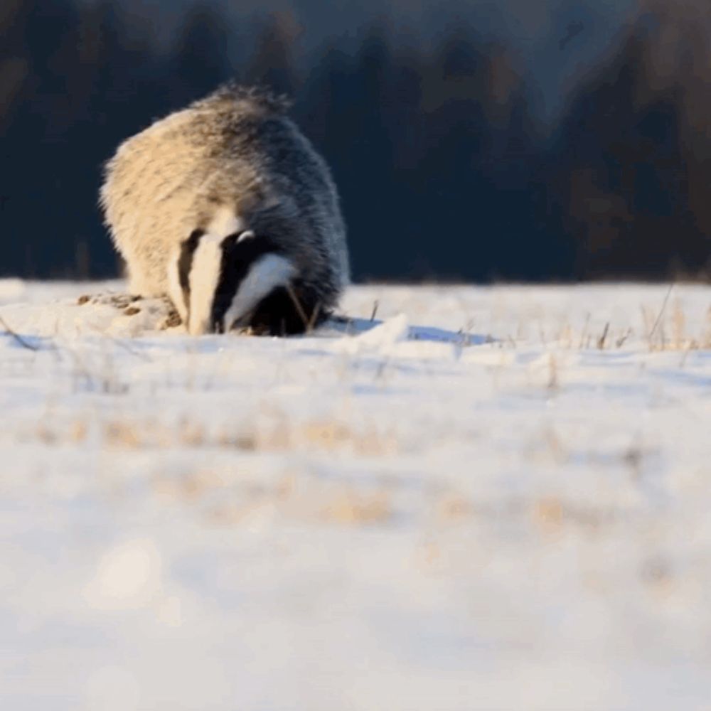 Writing Challenge Badger Camp GIF