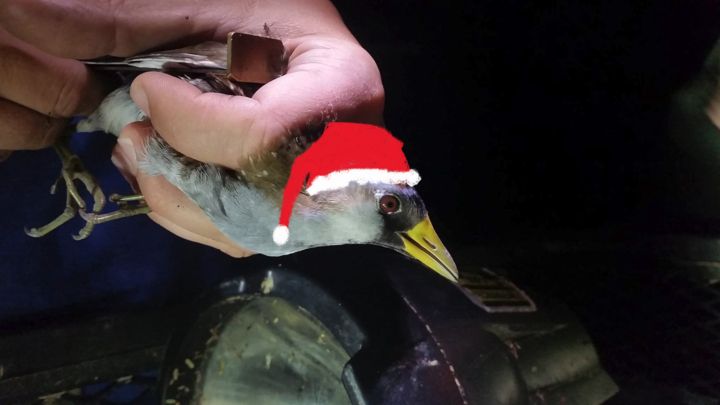 A phota of a Sora bird in the hand of a white person having its wing measured. A poorly drawn santa hat has been drawn on the bird's head