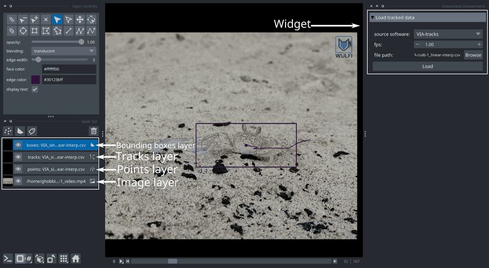 Screenshot showing bounding box visualisation in the movement napari plugin.