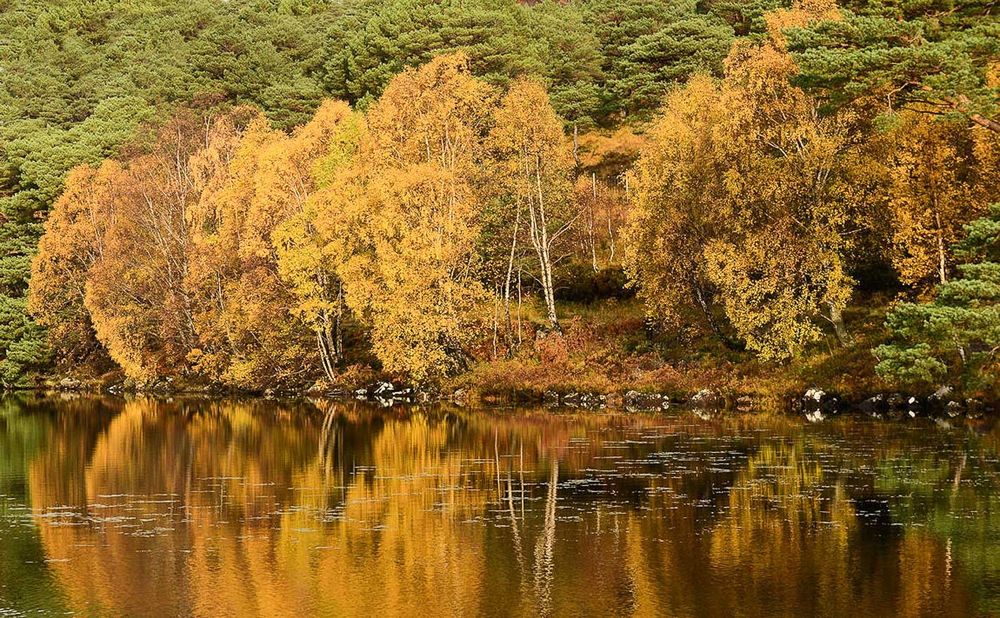 Autumn colours by a loch.