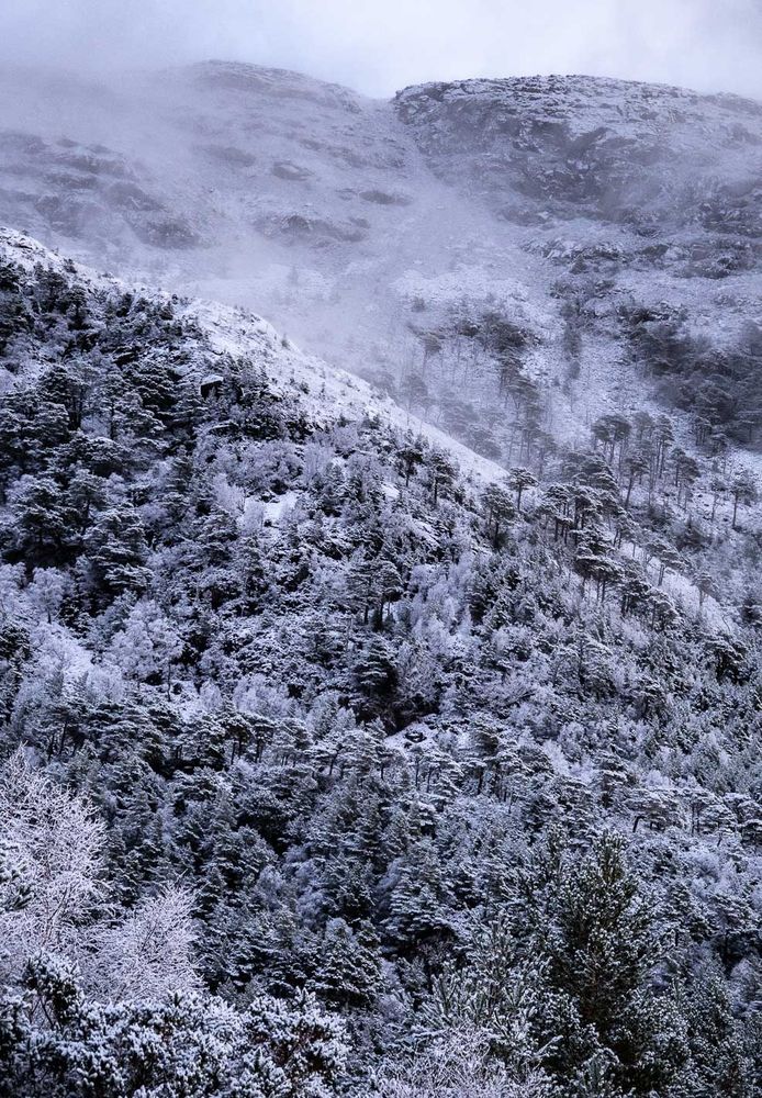 Steep forest in the snow.