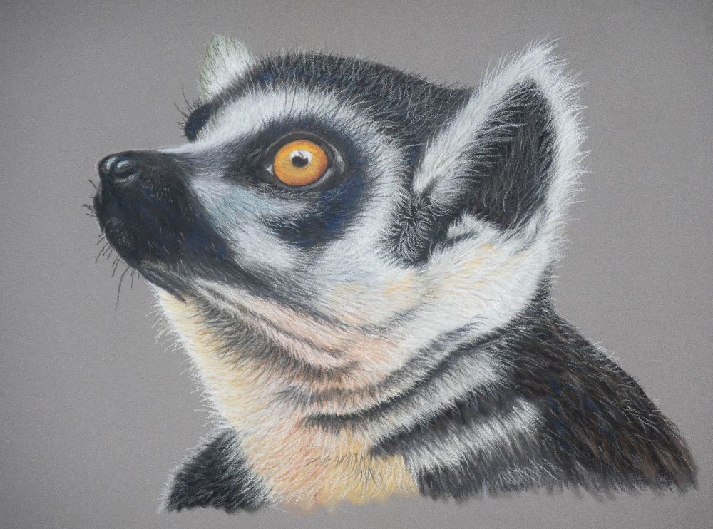 Lemur.