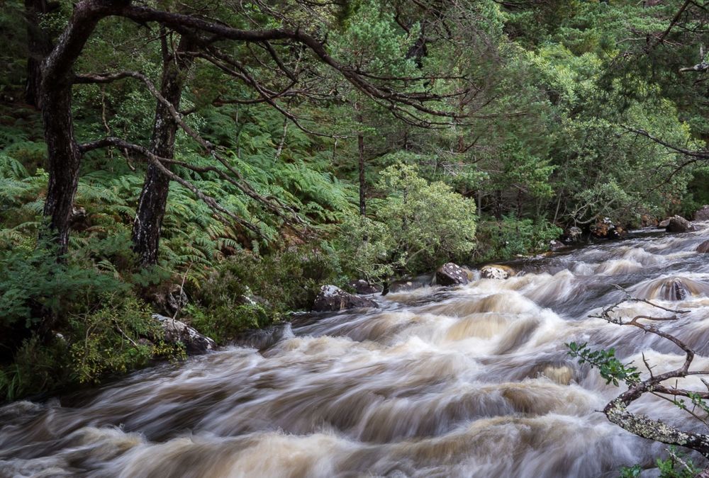 Fast flowing river through a forest.