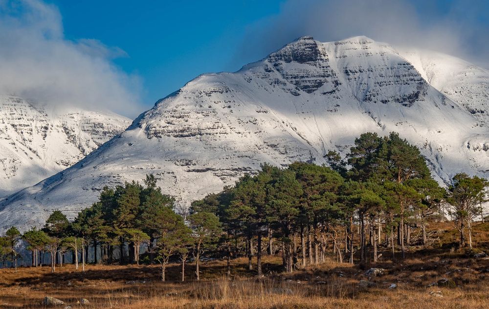 Trees and snow covered mountain.
