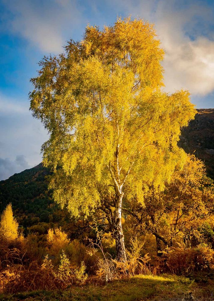 Yellow leaves on a birch tree.