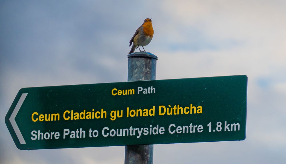 Robin on a signpost.