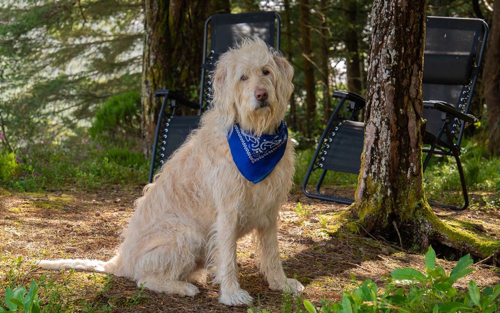 Labradoodle with a blue bandana.