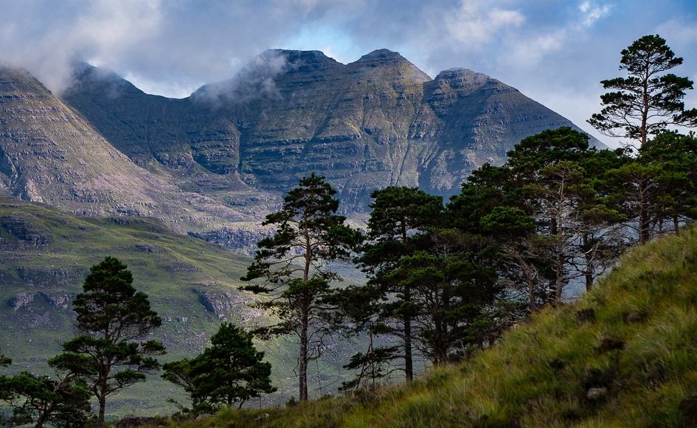 The jagged top of a munro, with Caledonian Pine Trees in the foreground.