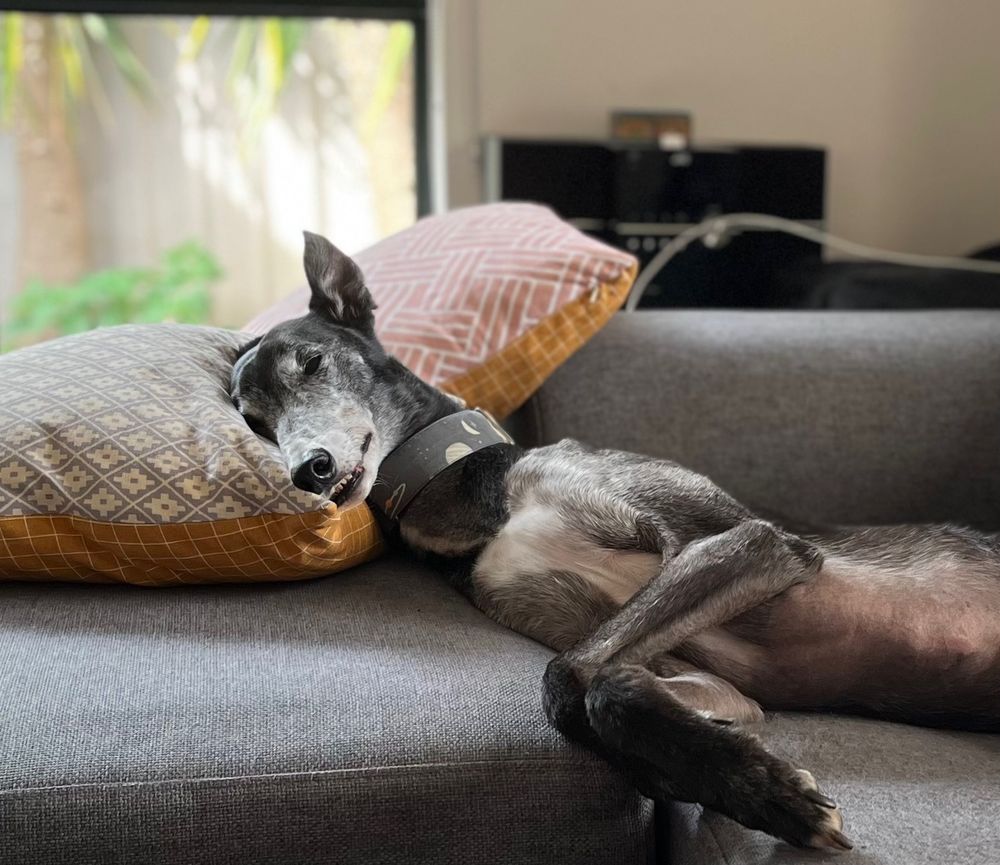 A black and white dog is laying on a couch with his head supported on a cushion