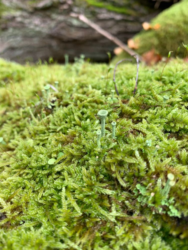 Trumpet lichens, teeny tiny, poke up amongst frilly moss.