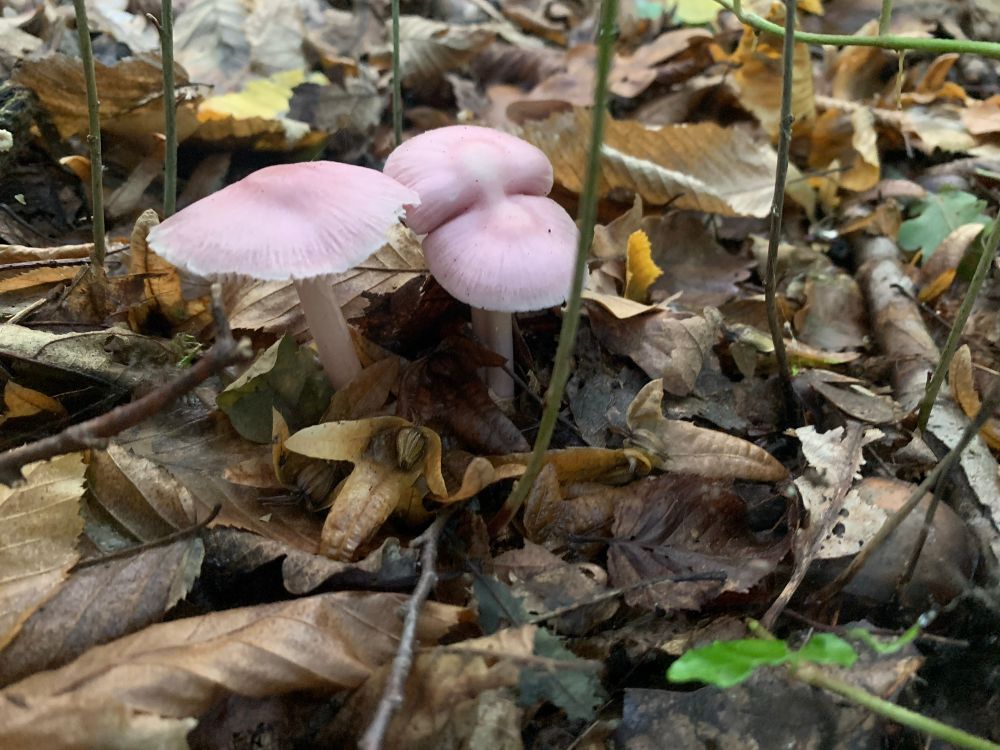 Pink mushrooms sprout from a leafy forest floor